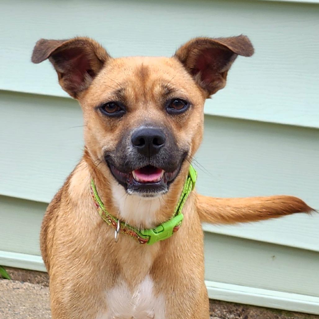Enlarge Minnie, a Adoptable mixed breed in Mechanicsville, VA image 5/6