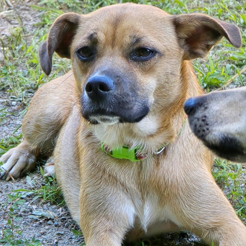 Minnie, a Adoptable mixed breed in Mechanicsville, VA image 4/4