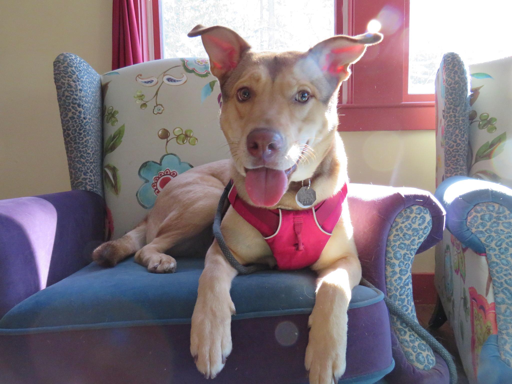 Enlarge Evie, a Adoptable mixed breed in Glover, VT image 1/1