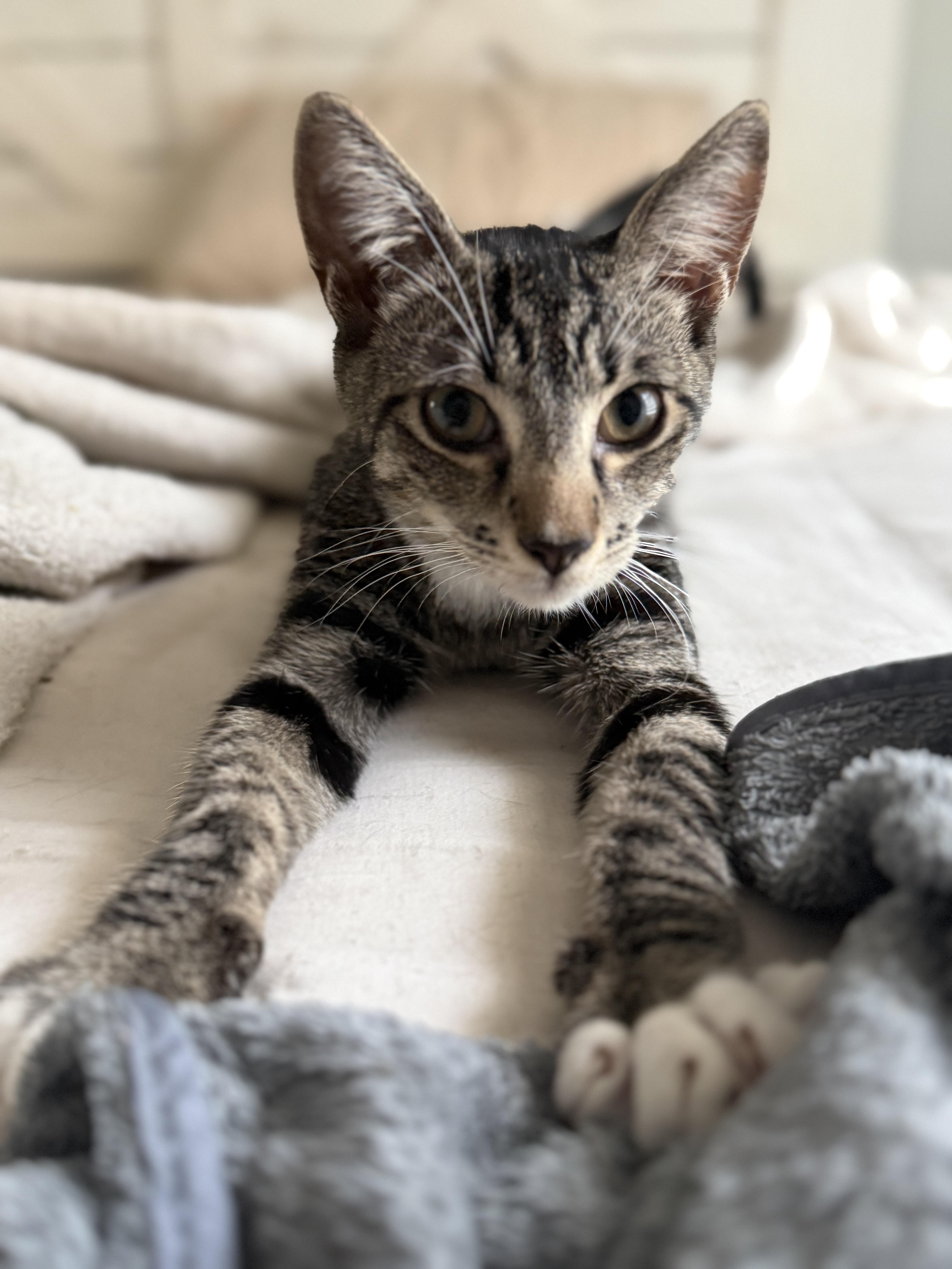 Enlarge Mantis, a ADOPTABLE Domestic Short Hair in East Boston , MA image 1/5