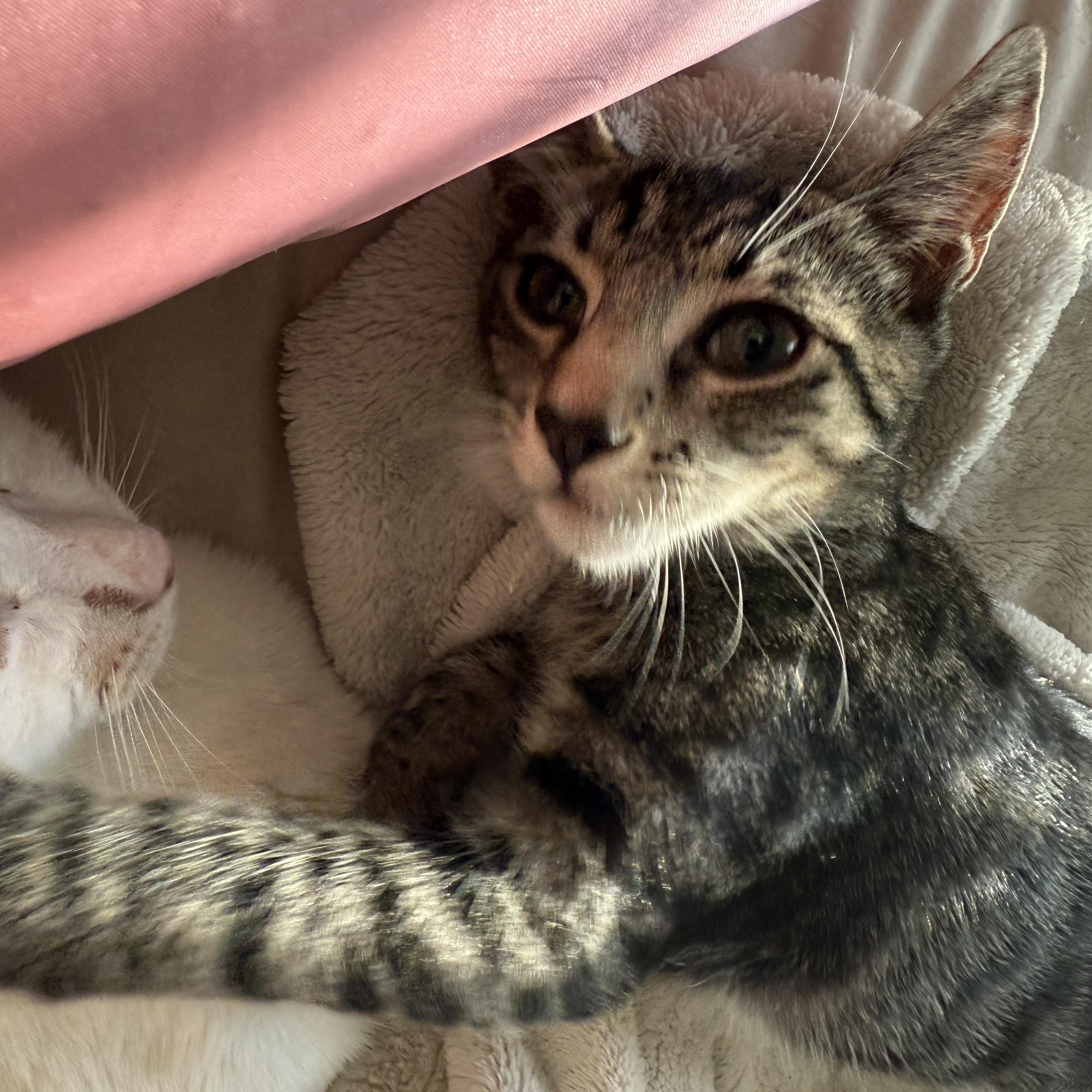 Enlarge Mantis, a ADOPTABLE Domestic Short Hair in East Boston , MA image 3/5