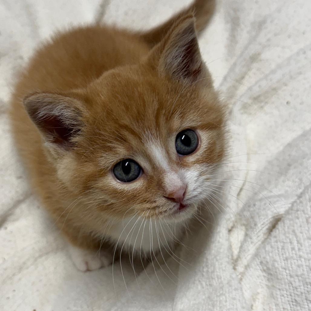 Anna, Adoptable, Kitten Female Domestic Short Hair.