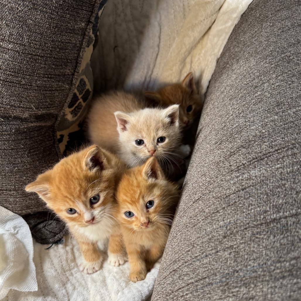 Enlarge Anna, a Adoptable Domestic Short Hair in Pinson, TN image 2/5