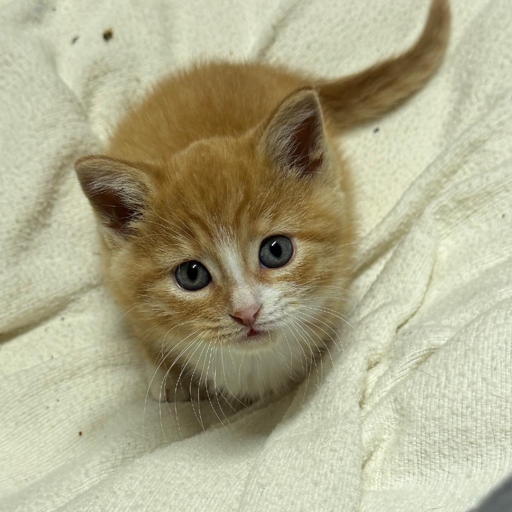 Enlarge Anna, a Adoptable Domestic Short Hair in Pinson, TN image 3/5