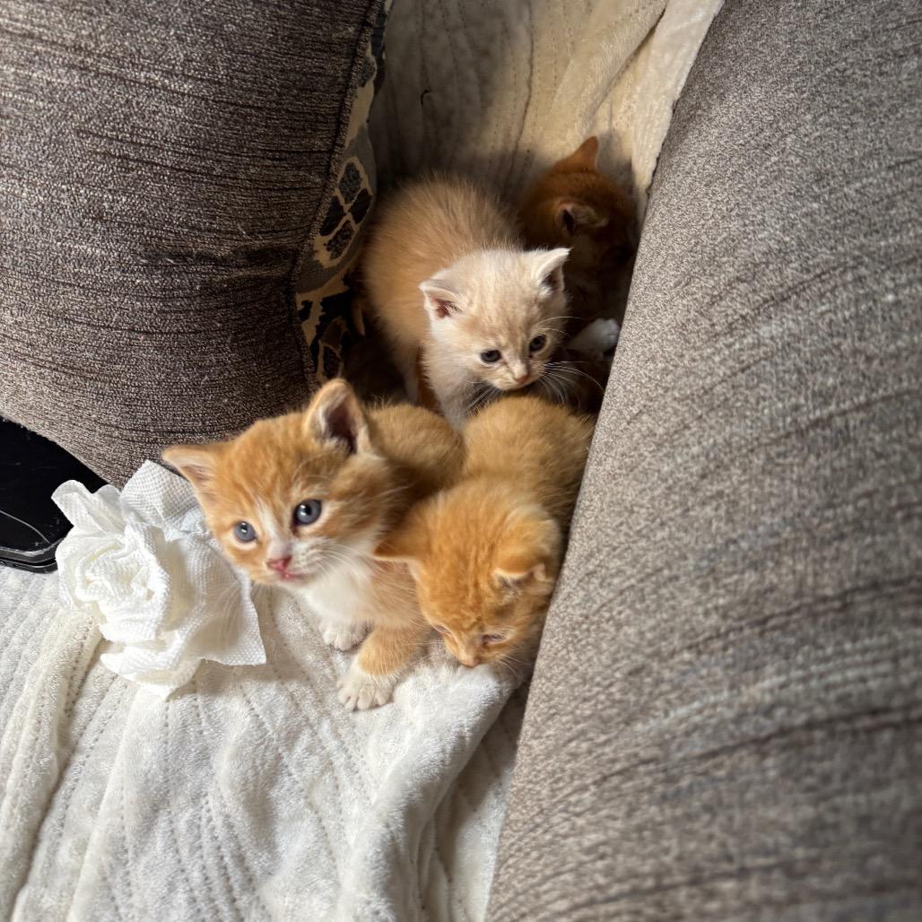 Enlarge Anna, a Adoptable Domestic Short Hair in Pinson, TN image 4/5