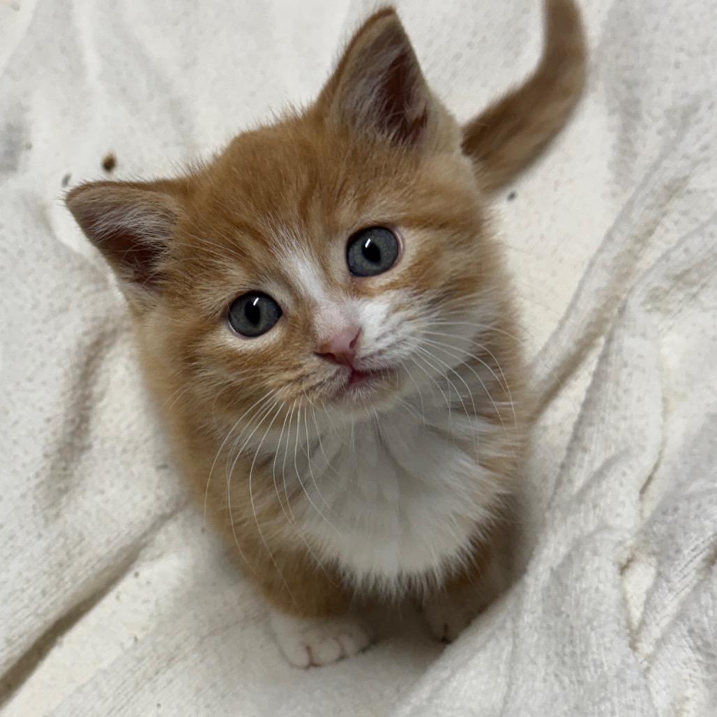 Enlarge Anna, a Adoptable Domestic Short Hair in Pinson, TN image 5/5