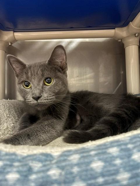 Leona, Adoptable, Young Female Domestic Short Hair.