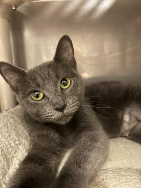 Enlarge Leona, a Adoptable mixed breed in Ladysmith, WI image 2/3