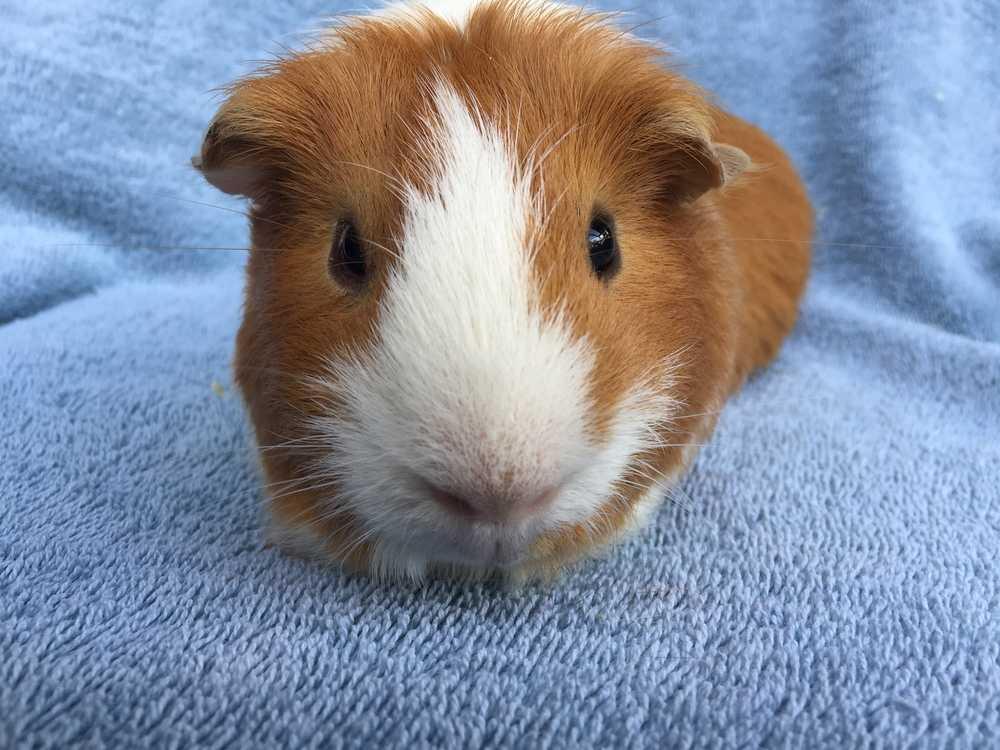 Yonkers (Bonded to Boston), Adopted, Adult Male Guinea Pig.