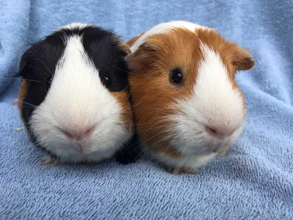 Yonkers (Bonded to Boston), a Adopted Guinea Pig in San Diego, CA image 2/5