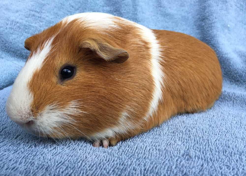 Yonkers (Bonded to Boston), a Adopted Guinea Pig in San Diego, CA image 3/5