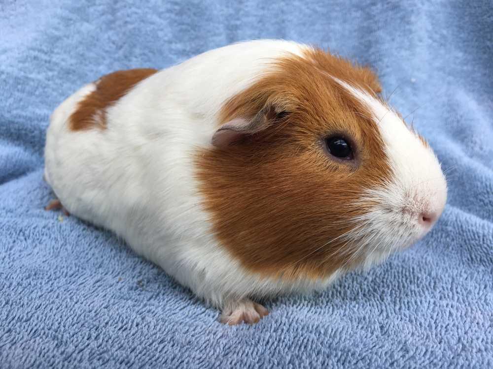 Yonkers (Bonded to Boston), a Adopted Guinea Pig in San Diego, CA image 4/5