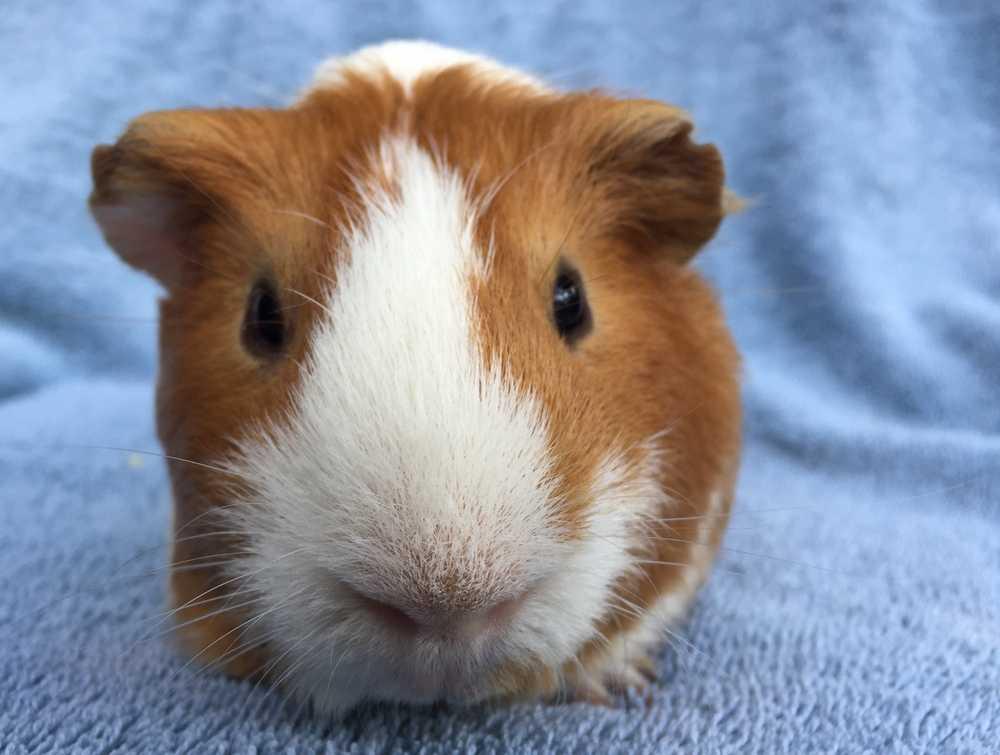 Yonkers (Bonded to Boston), a Adopted Guinea Pig in San Diego, CA image 5/5