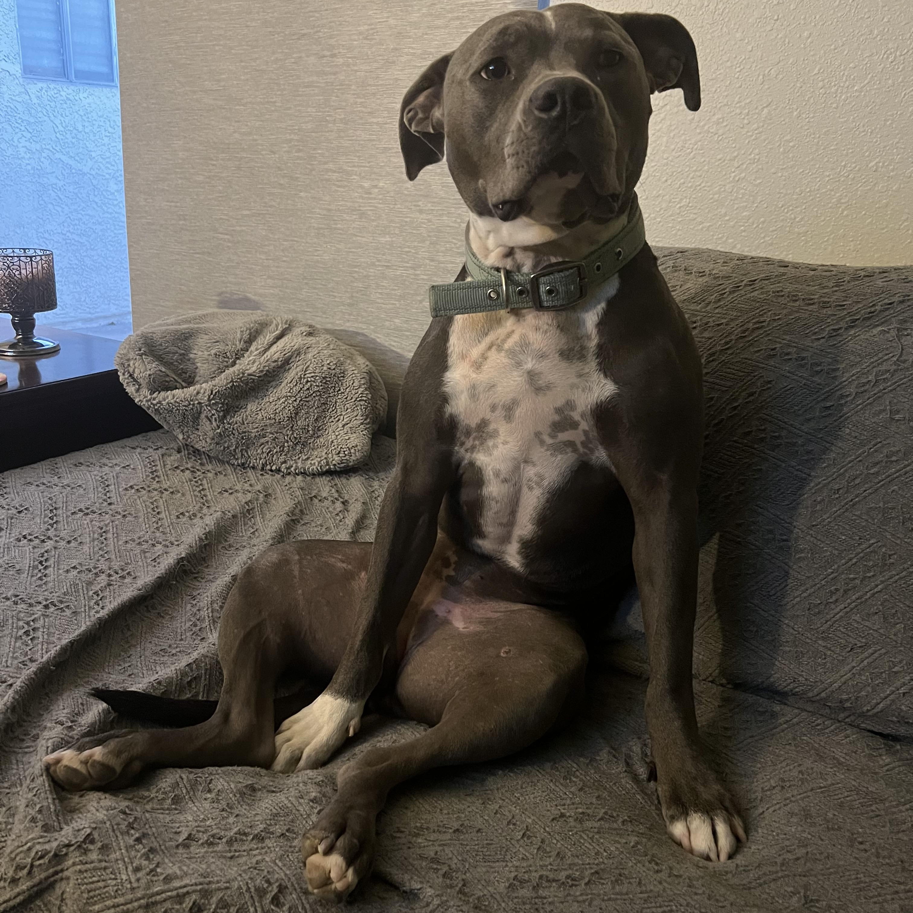 Enlarge ROXY , a Adoptable Pit Bull Terrier in Las Vegas, NV image 5/6