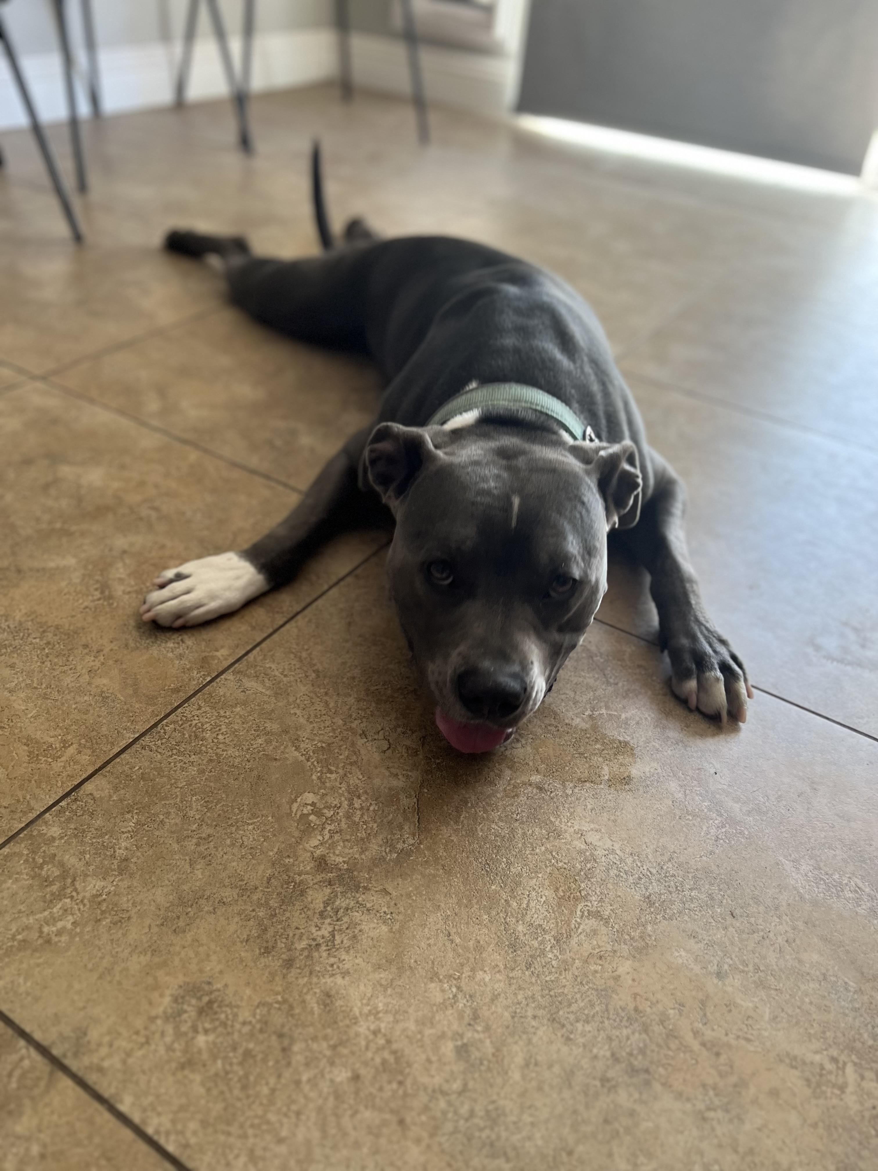Enlarge ROXY , a Adoptable Pit Bull Terrier in Las Vegas, NV image 4/6
