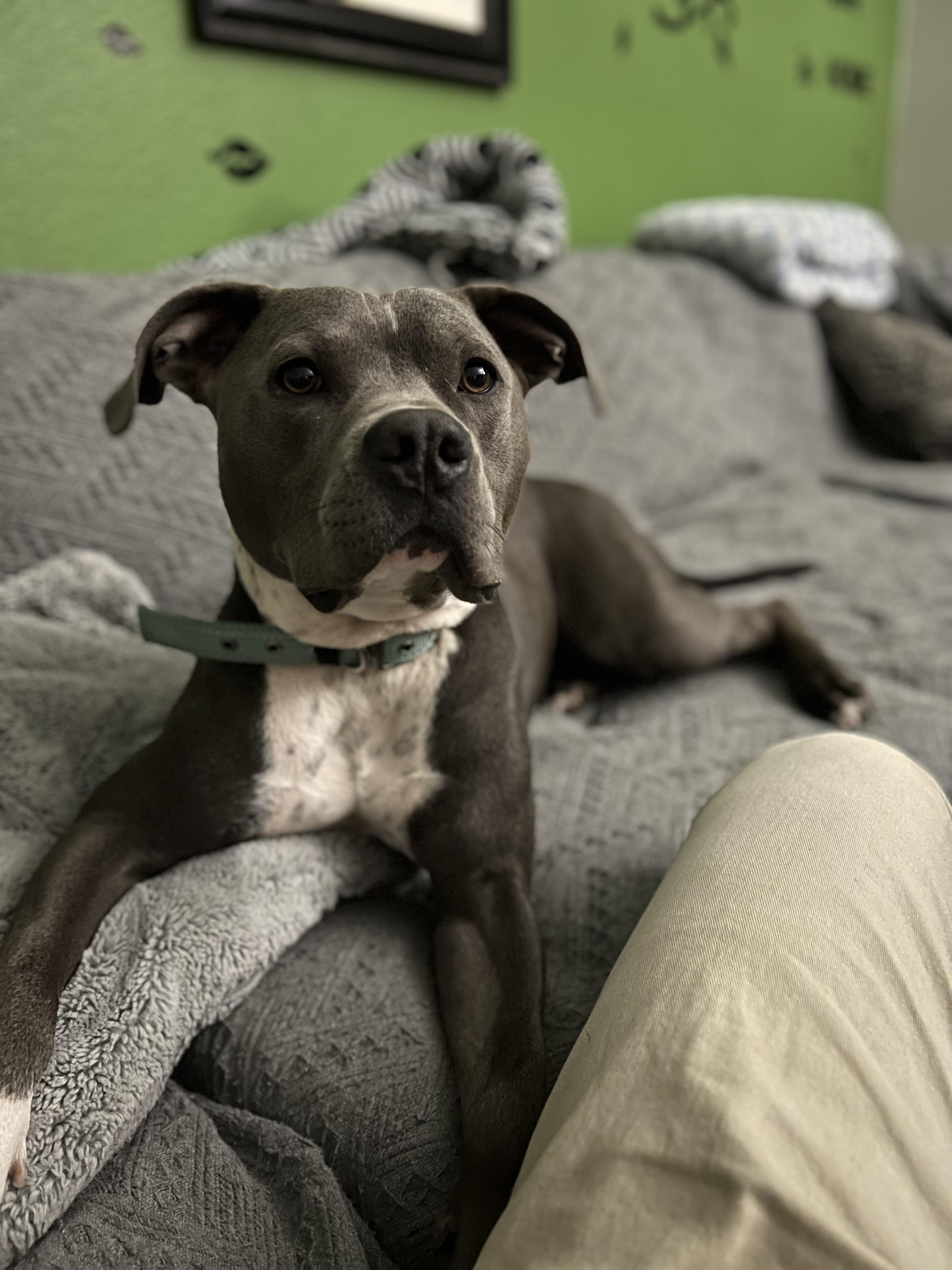 Enlarge ROXY , a Adoptable Pit Bull Terrier in Las Vegas, NV image 1/6