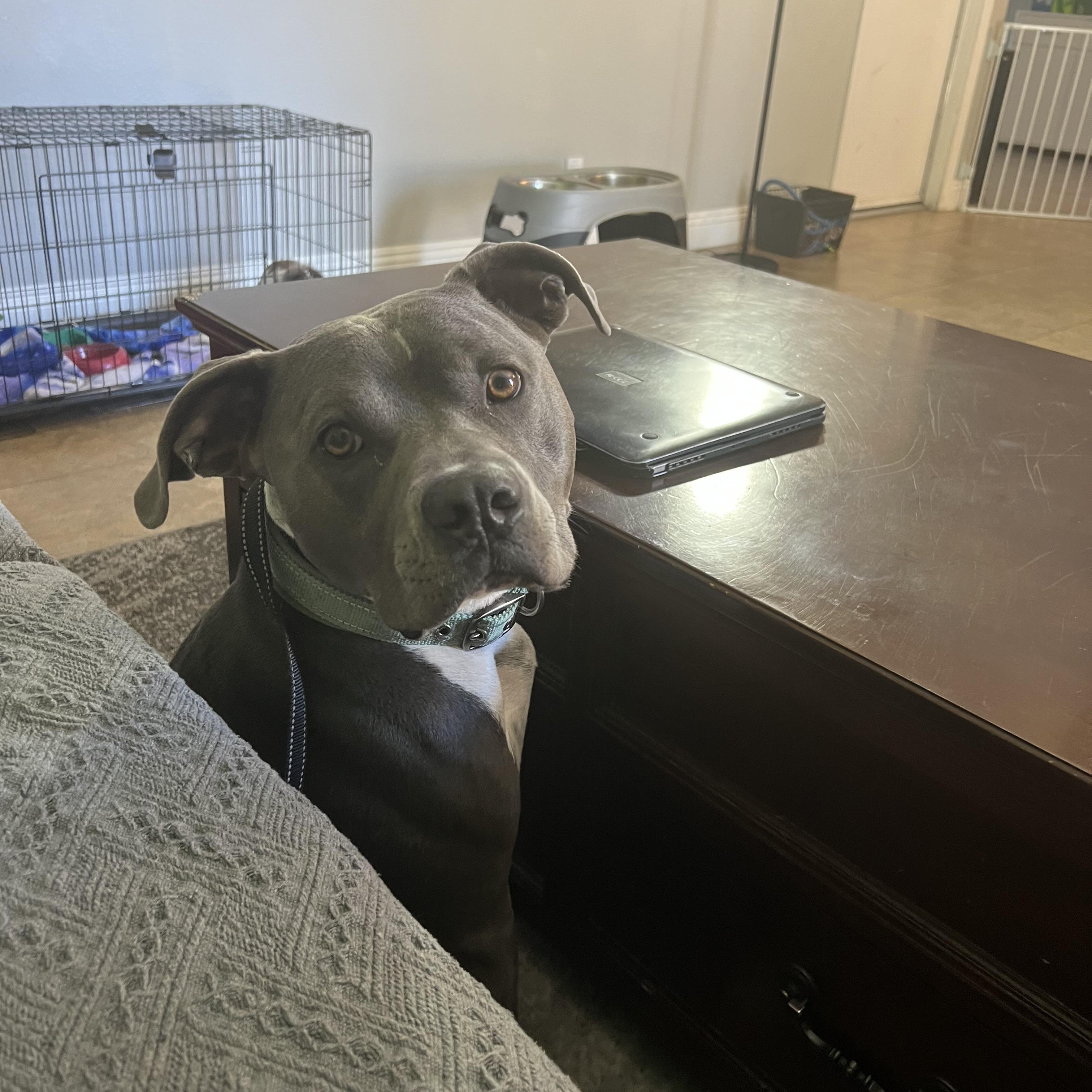 Enlarge ROXY , a Adoptable Pit Bull Terrier in Las Vegas, NV image 6/6