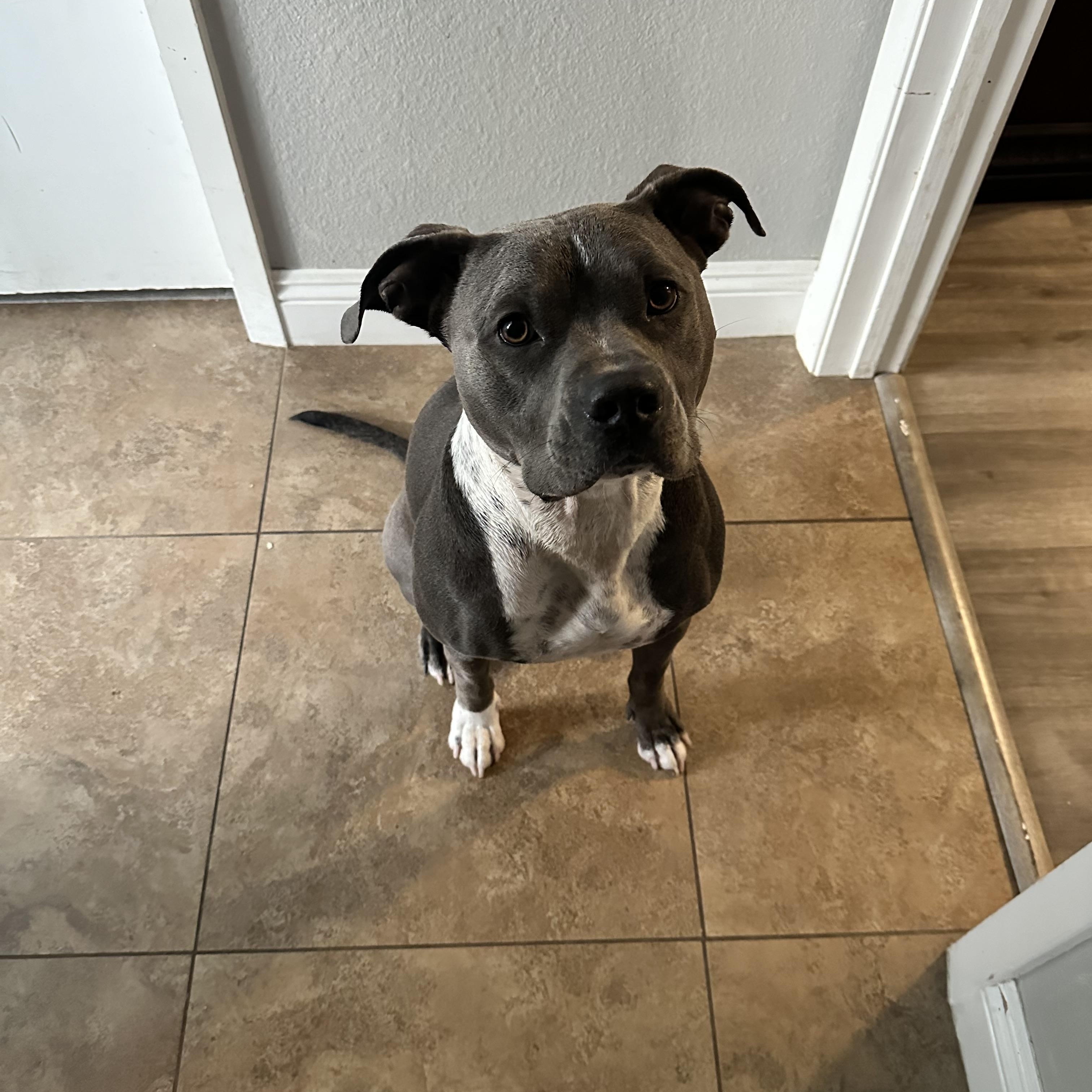 Enlarge ROXY , a Adoptable Pit Bull Terrier in Las Vegas, NV image 3/6