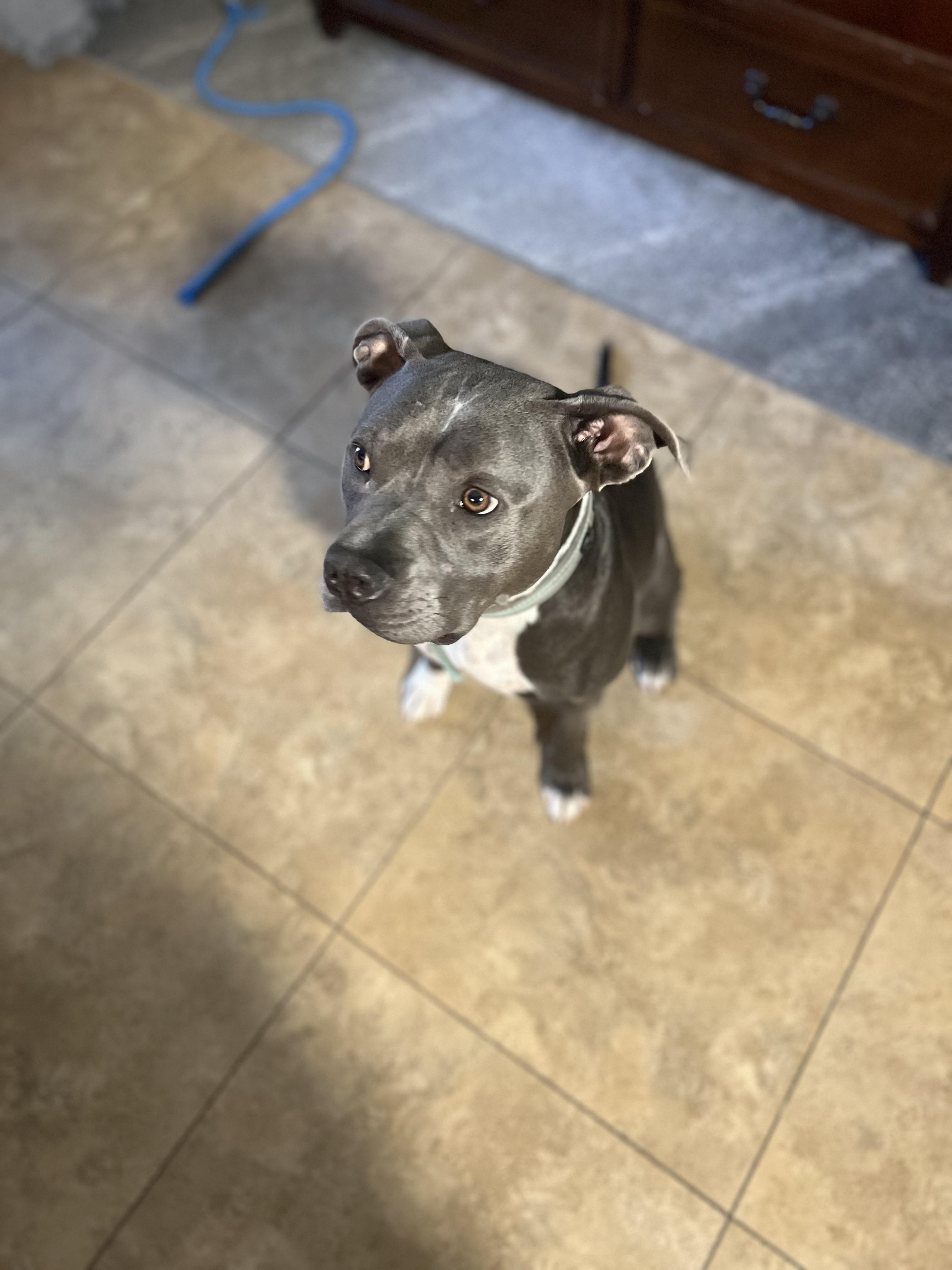 Enlarge ROXY , a Adoptable Pit Bull Terrier in Las Vegas, NV image 2/6
