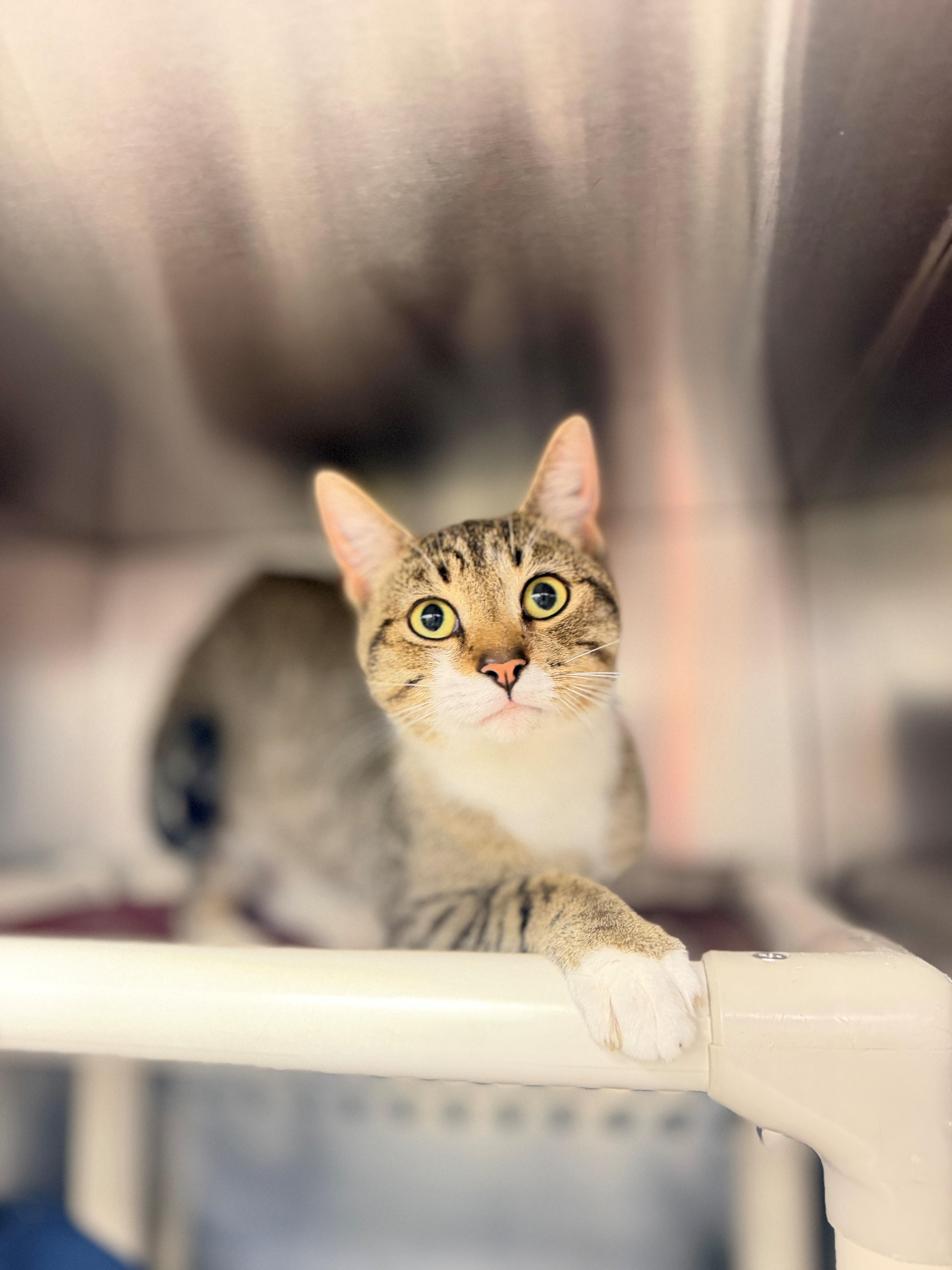 Enlarge Cauldron, a Adoptable Domestic Short Hair in Hamilton, ON image 2/3