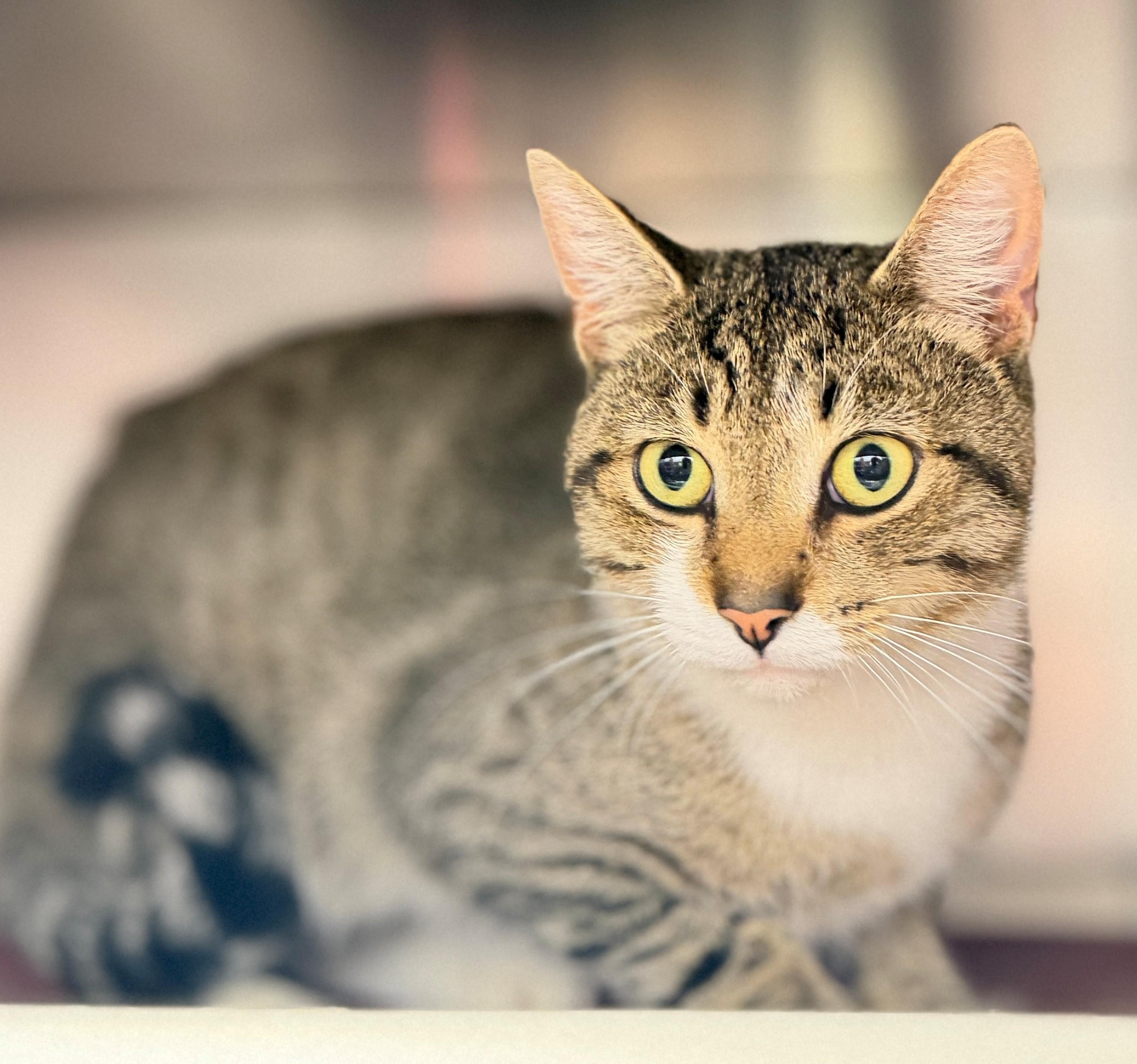 Enlarge Cauldron, a Adoptable Domestic Short Hair in Hamilton, ON image 3/3