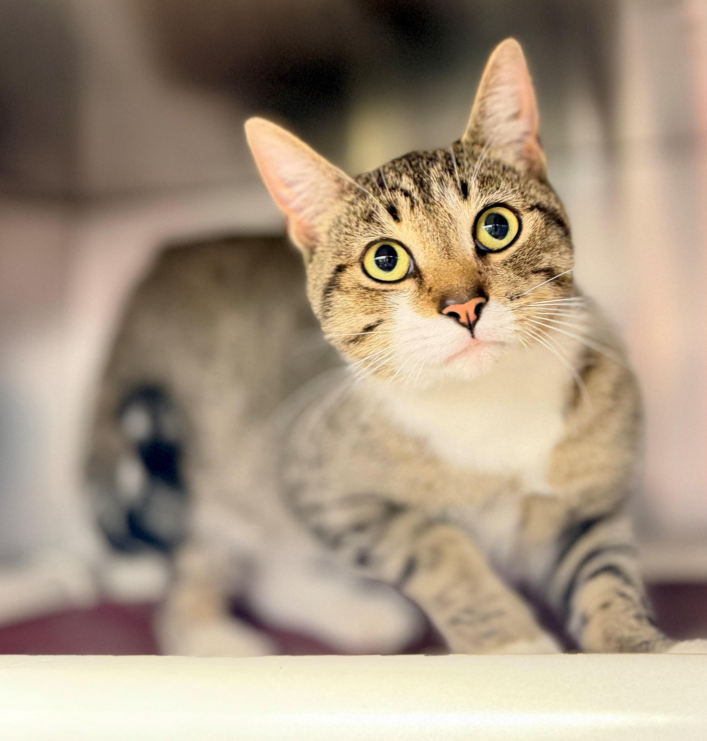 Cauldron, Adoptable, Adult Male Domestic Short Hair.