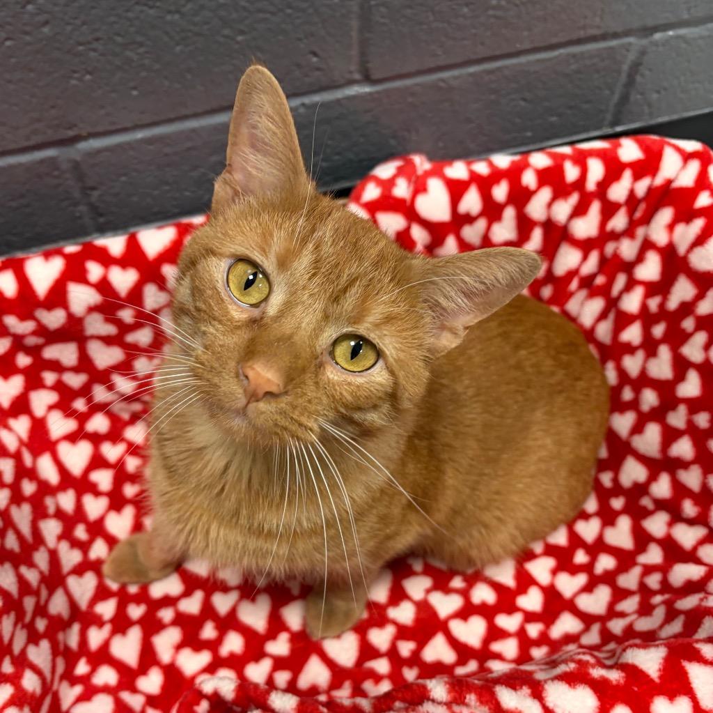 Frankie, Adoptable, Young Male Domestic Short Hair.