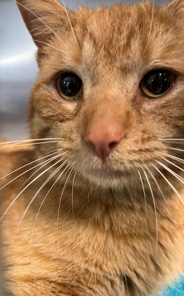 Enlarge Frankie, a Adoptable mixed breed in Huntington, IN image 2/3