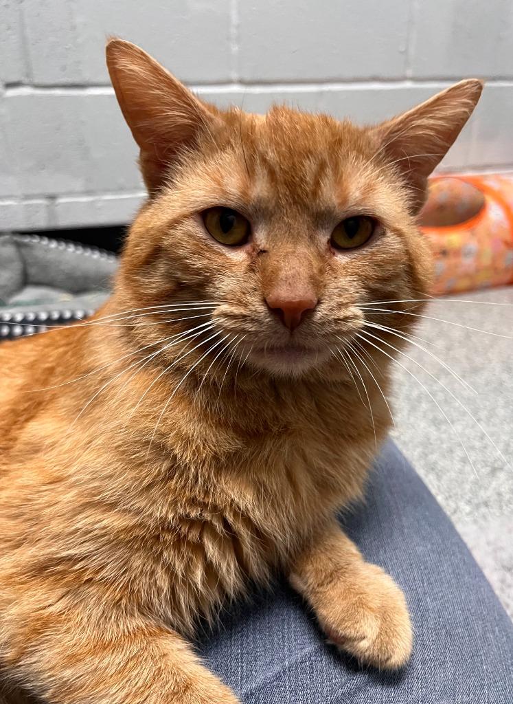 Enlarge Frankie, a Adoptable mixed breed in Huntington, IN image 3/3