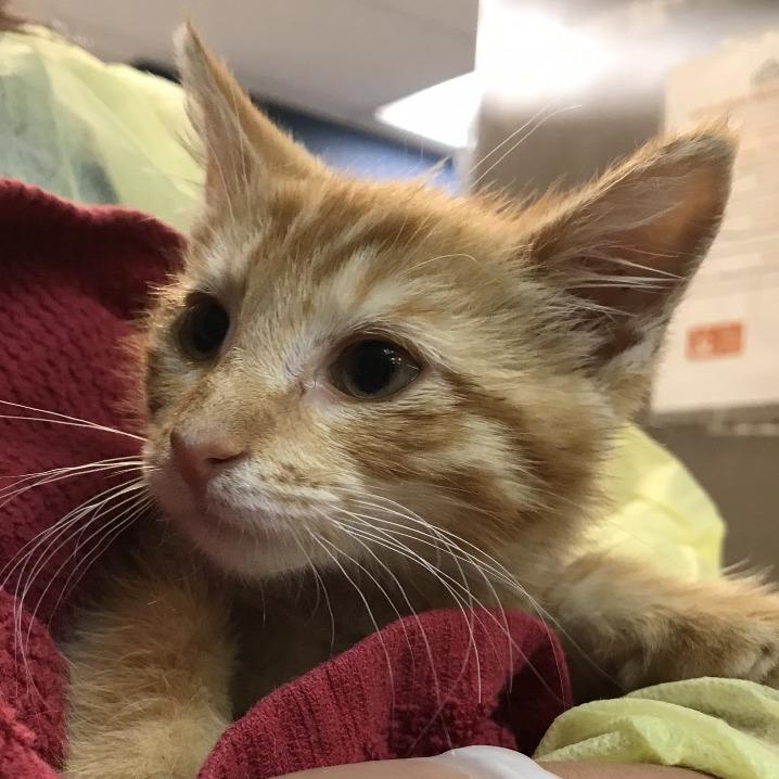 Enlarge Gio, a Adoptable Domestic Short Hair in Newark, NJ image 1/1