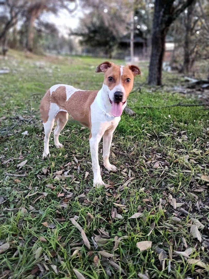 Tamara, Adoptable, Young Female Australian Cattle Dog / Blue Heeler.