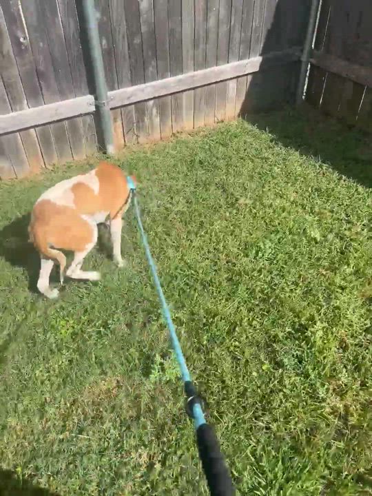 Enlarge Tamara, a Adoptable Australian Cattle Dog / Blue Heeler in Kempner, TX video 8/8