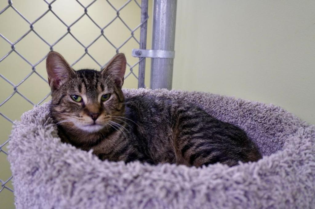 Jasper Cullen, Adoptable, Young Male Domestic Short Hair.