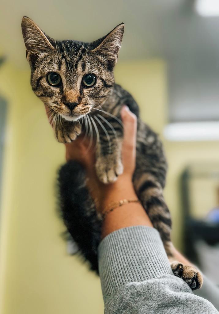 Jasper Cullen, Adoptable, Young Male Domestic Short Hair.