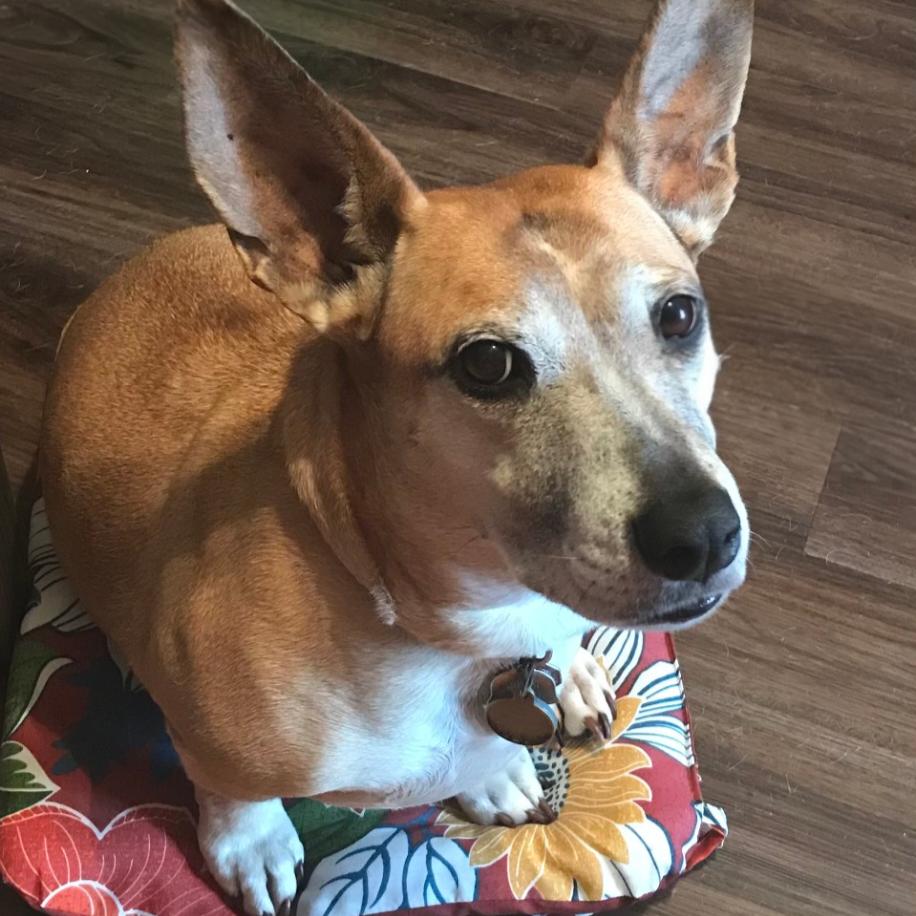 Enlarge Koko, a Adoptable mixed breed in Eustis, FL image 1/1