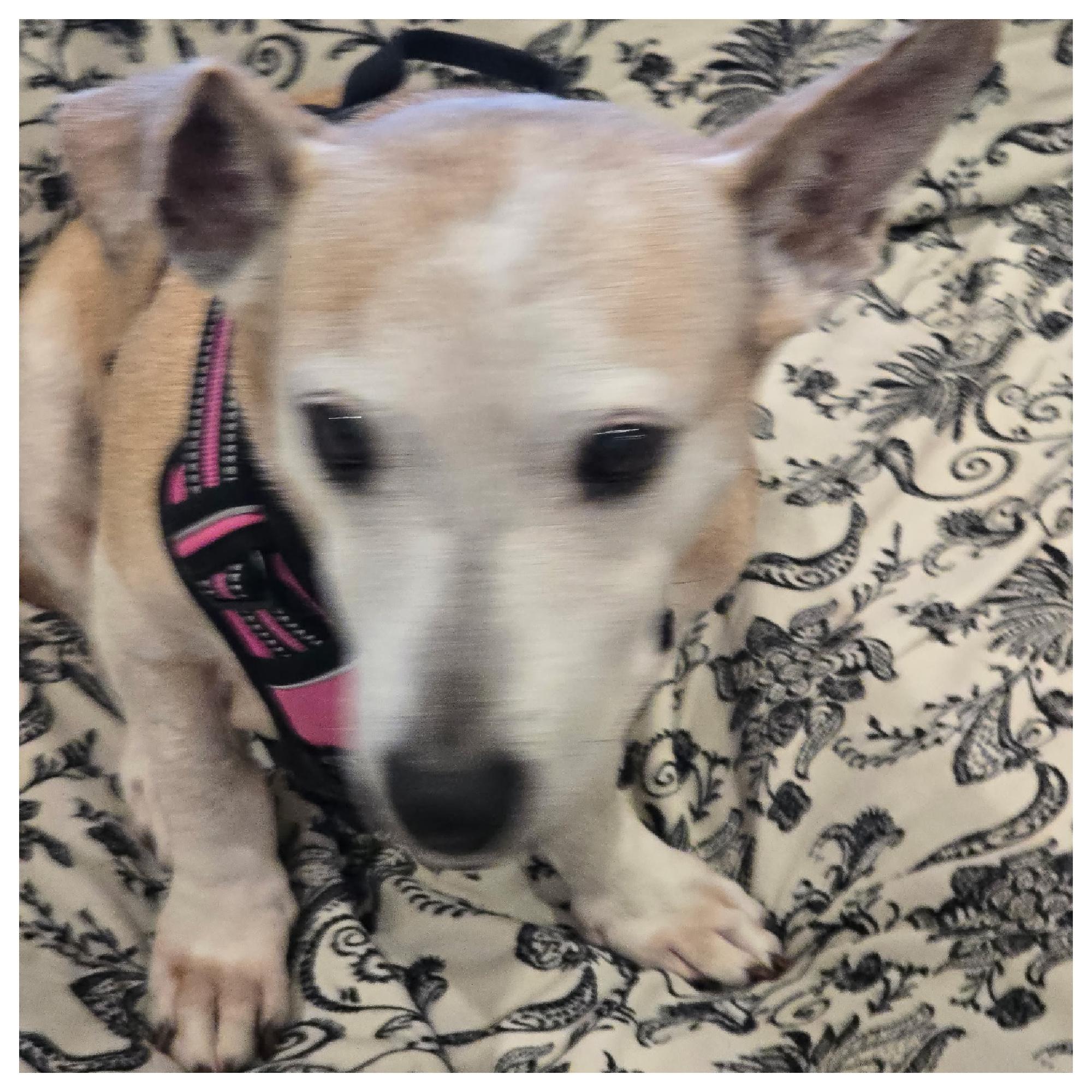 Koko, Adoptable, Senior Female Corgi.