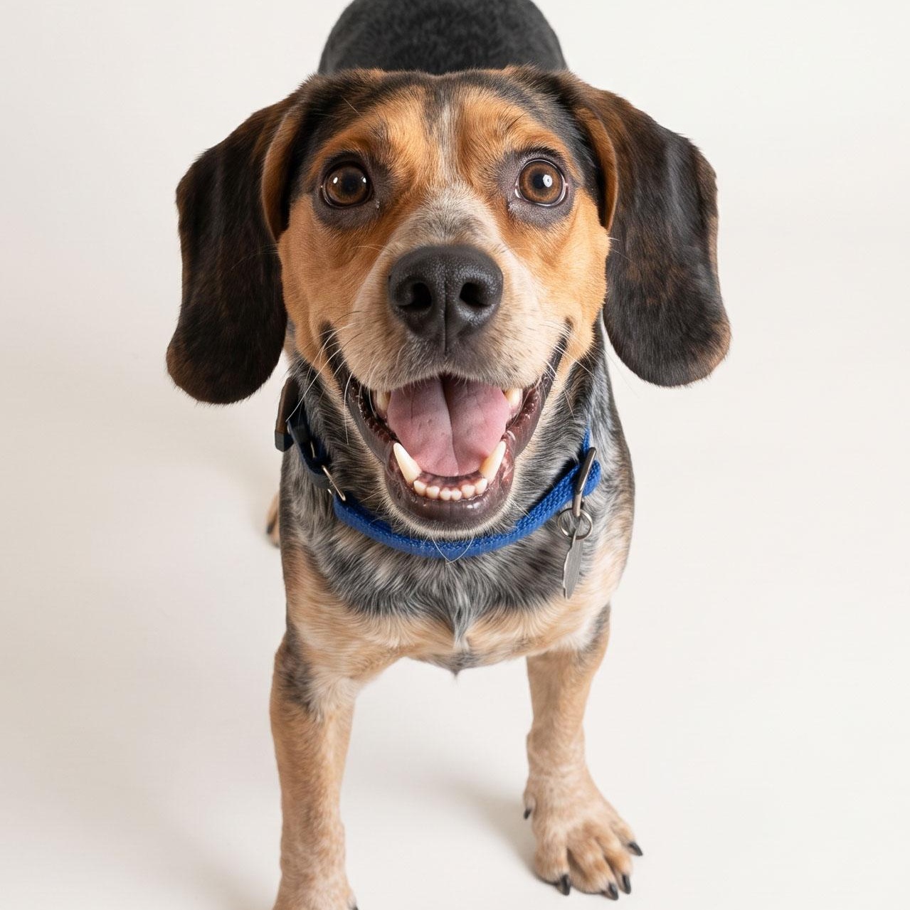 Enlarge Holt, a Adoptable mixed breed in Albany, NY image 2/2