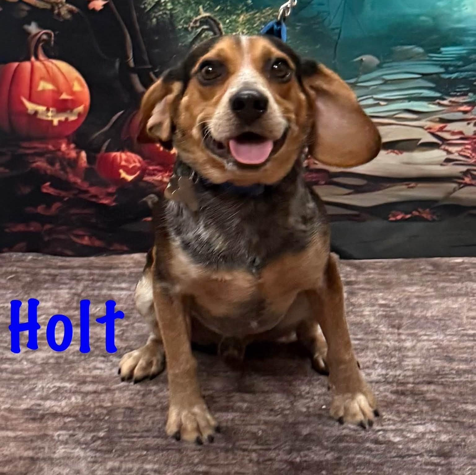 Holt, Adoptable, Young Male Beagle.