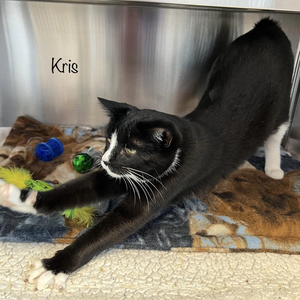 Enlarge Kris, a Adoptable mixed breed in Madisonville, TN image 3/6