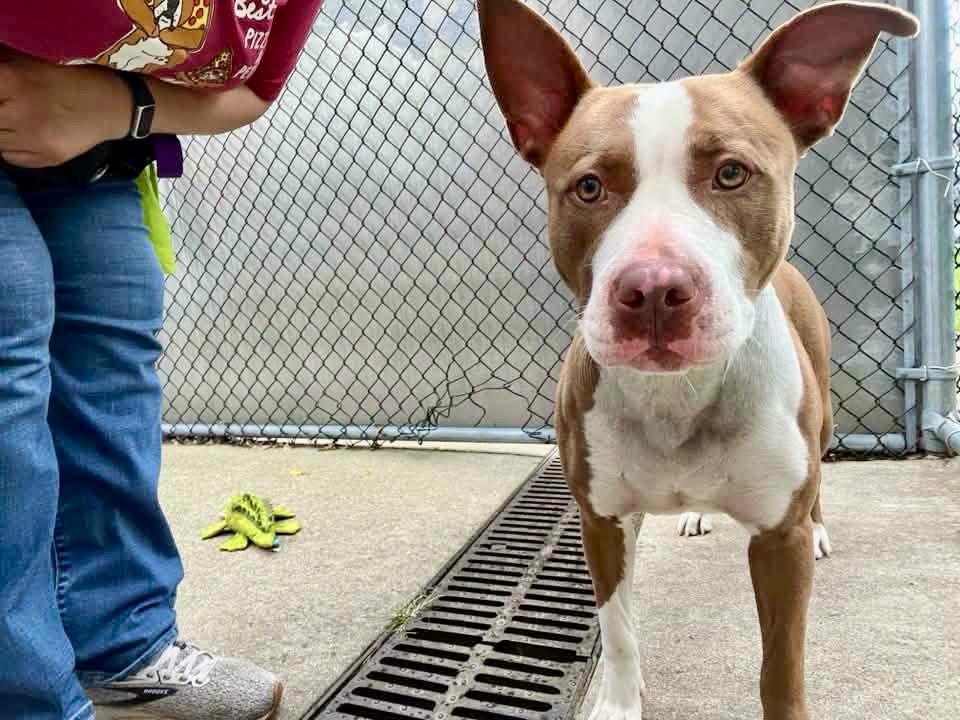 Enlarge Ro Ro, a ADOPTABLE Pit Bull Terrier in Chicago, IL image 3/5