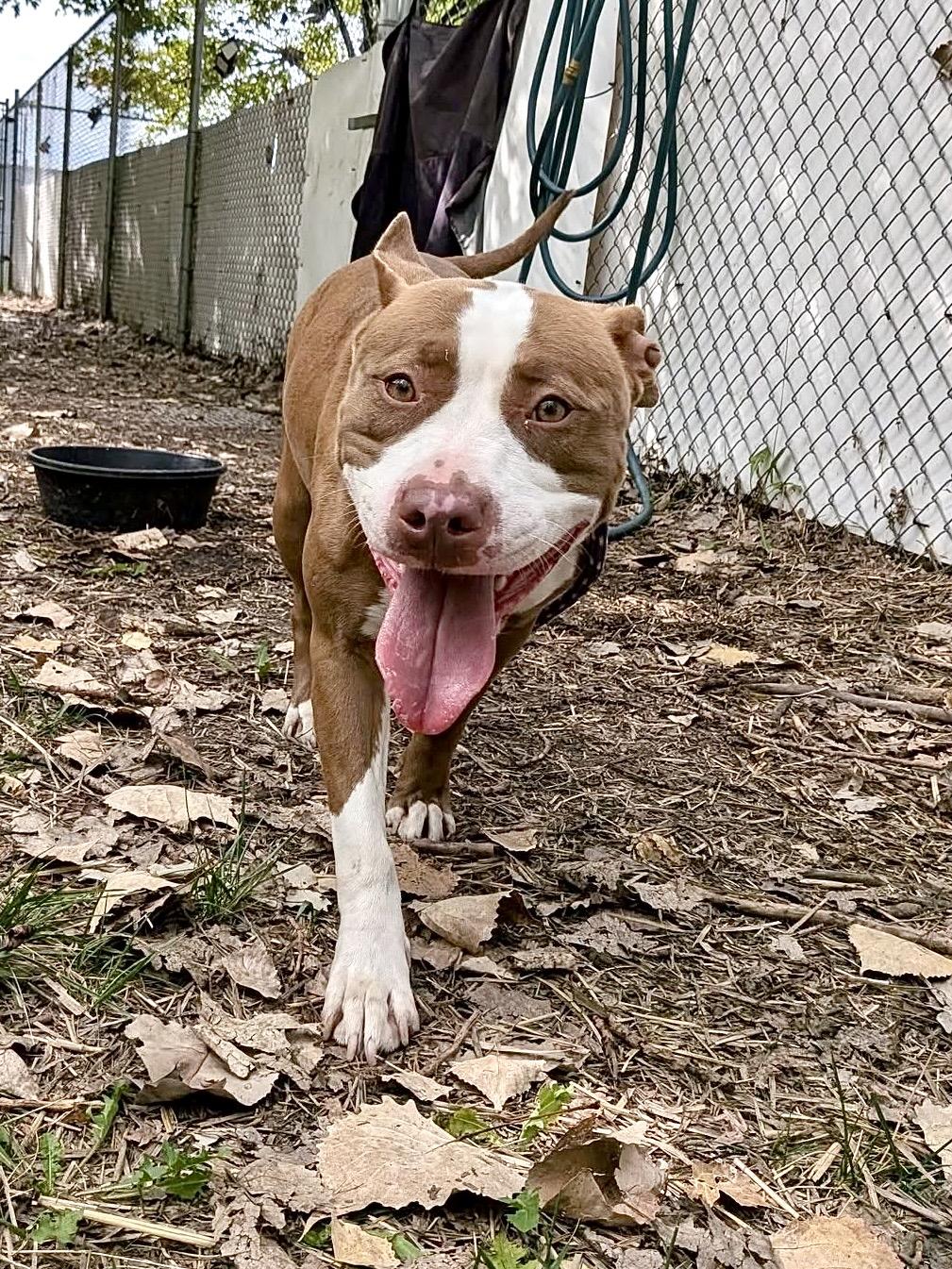 Enlarge Ro Ro, a ADOPTABLE Pit Bull Terrier in Chicago, IL image 4/5