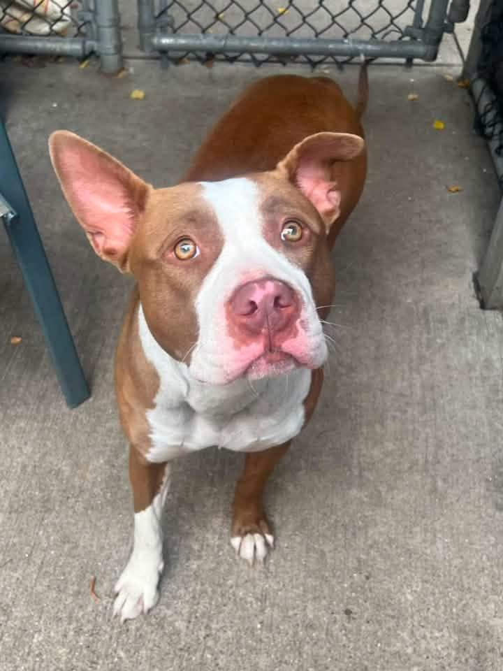 Enlarge Ro Ro, a ADOPTABLE Pit Bull Terrier in Chicago, IL image 2/5