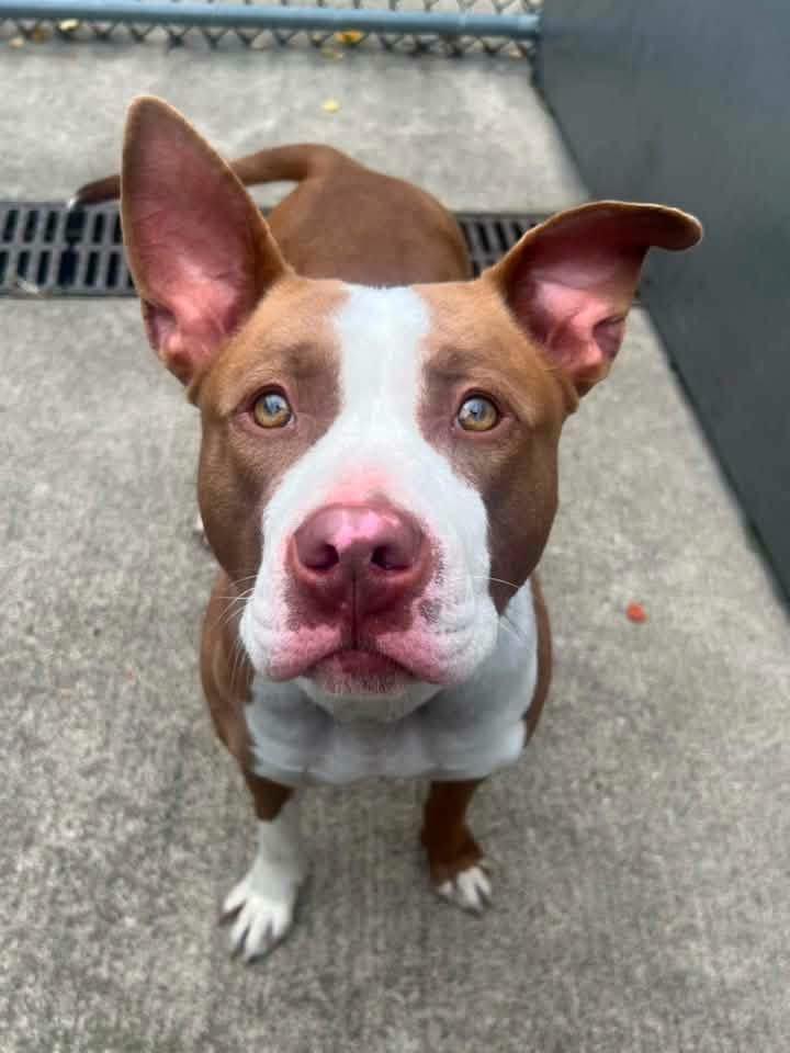 Ro Ro, ADOPTABLE, Adult Female Pit Bull Terrier.