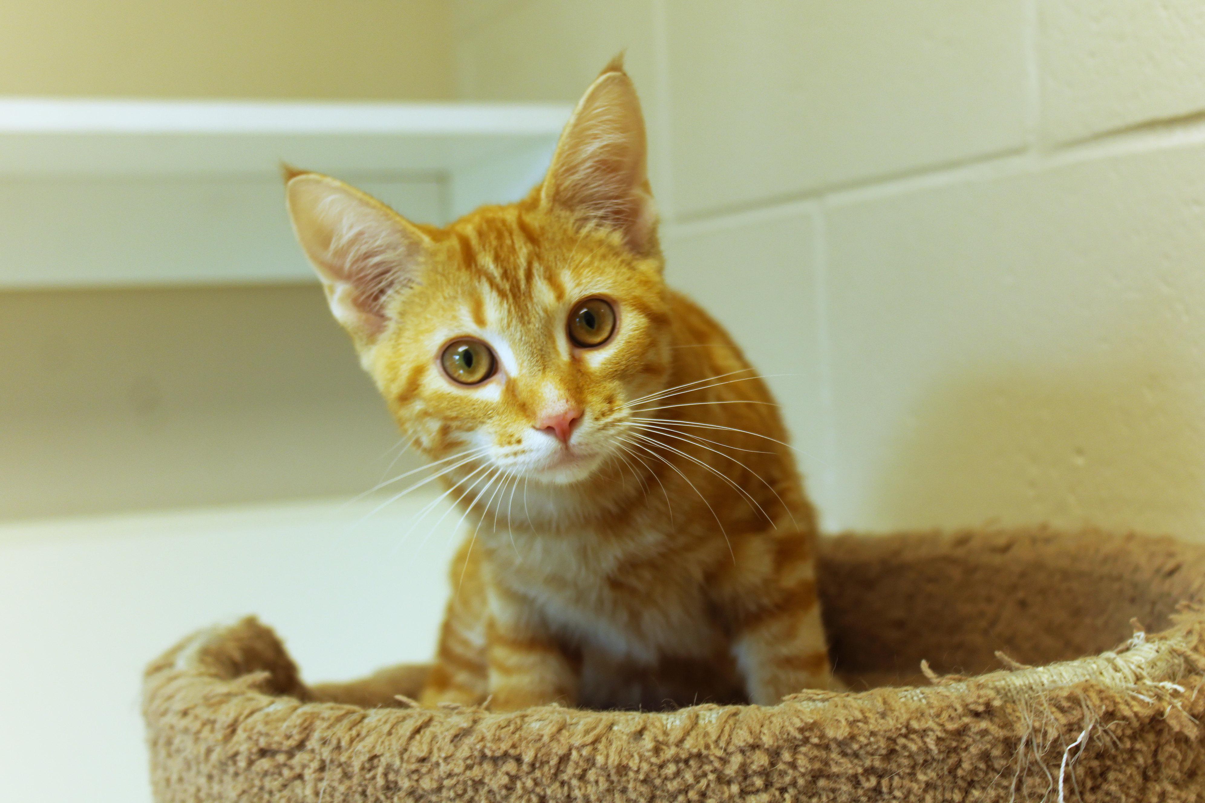 Enlarge Murphy, an adopted Domestic Short Hair in Urbana, OH image 4/6