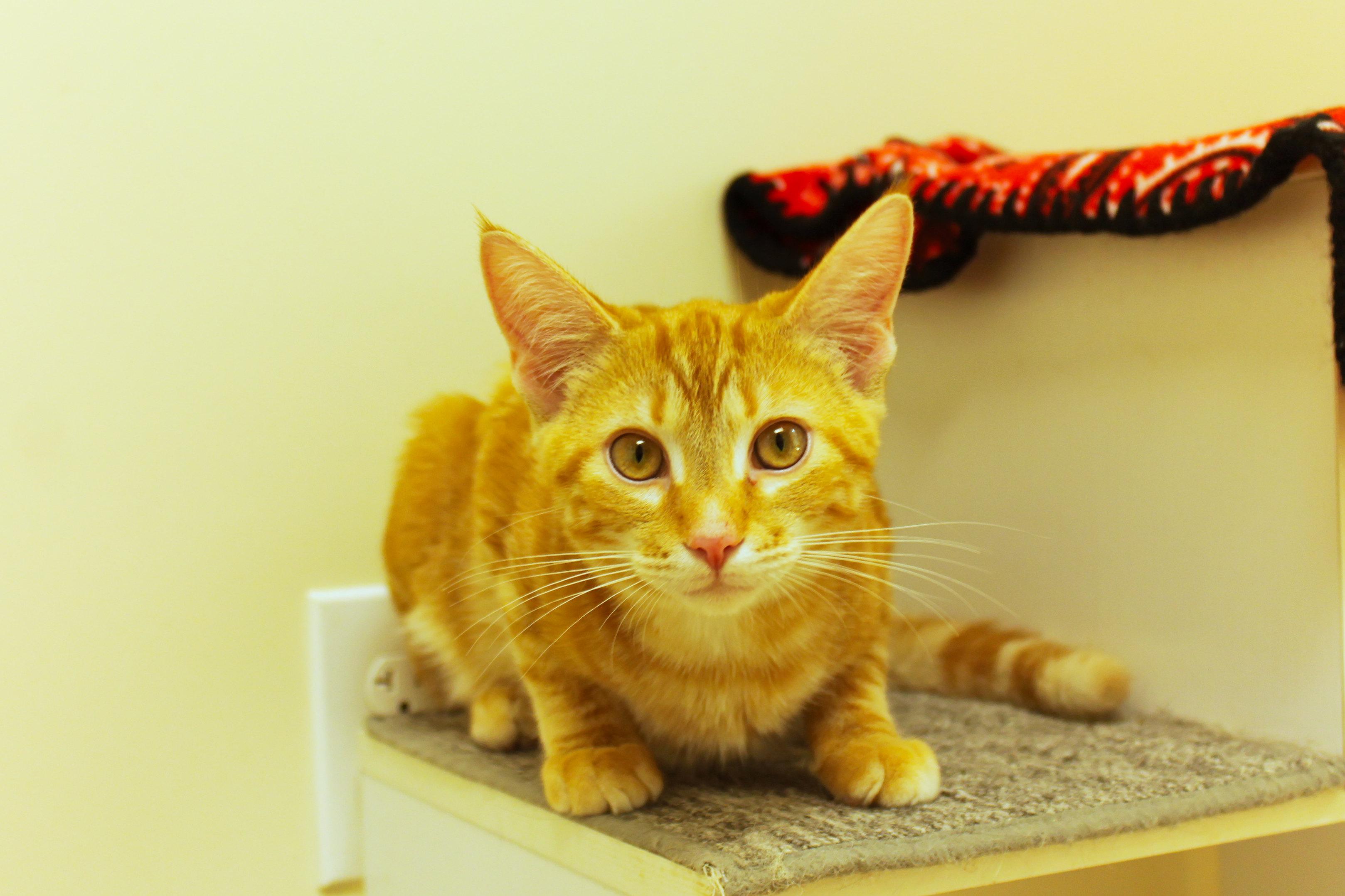 Enlarge Murphy, an adopted Domestic Short Hair in Urbana, OH image 2/6