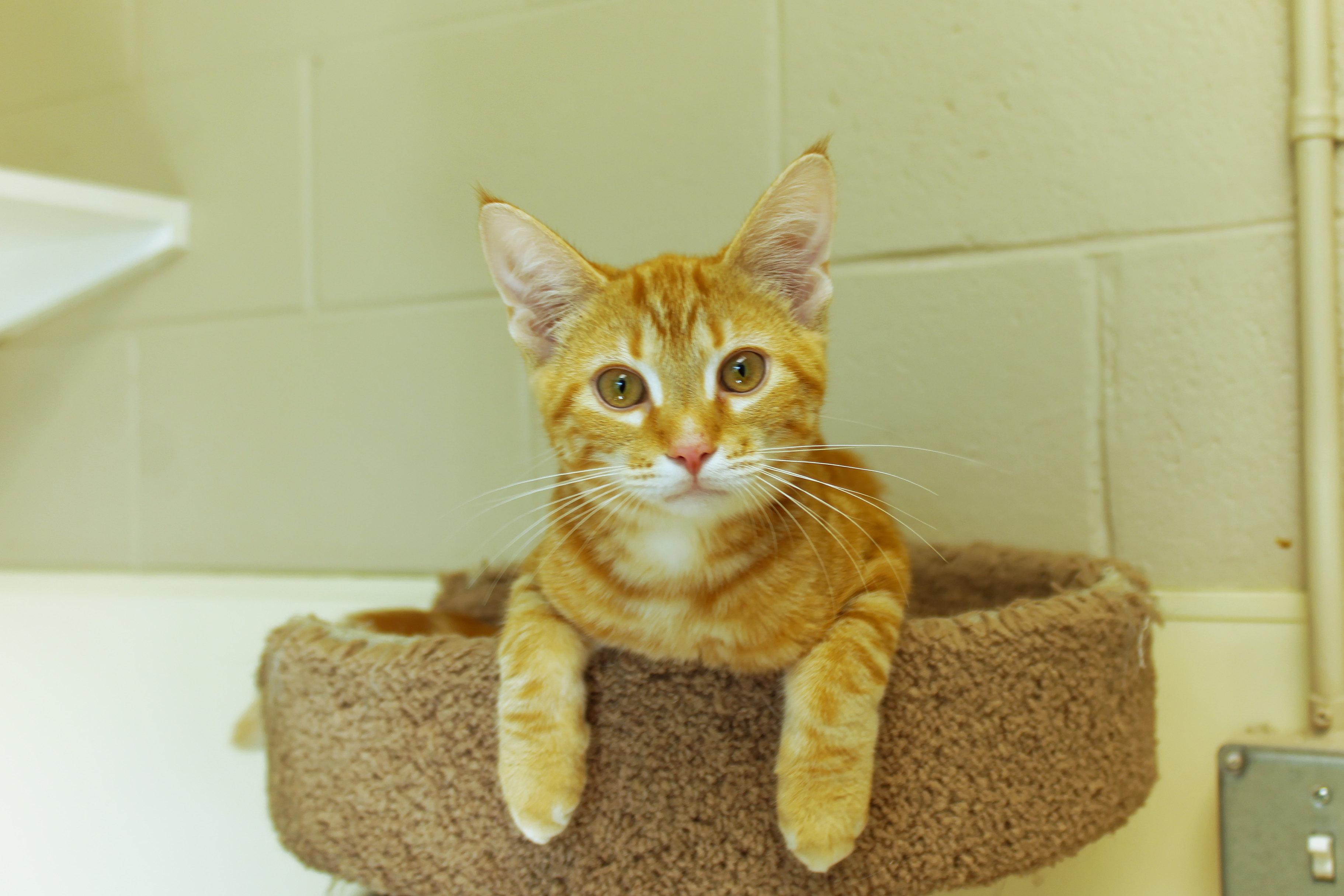 Enlarge Murphy, an adopted Domestic Short Hair in Urbana, OH image 3/6