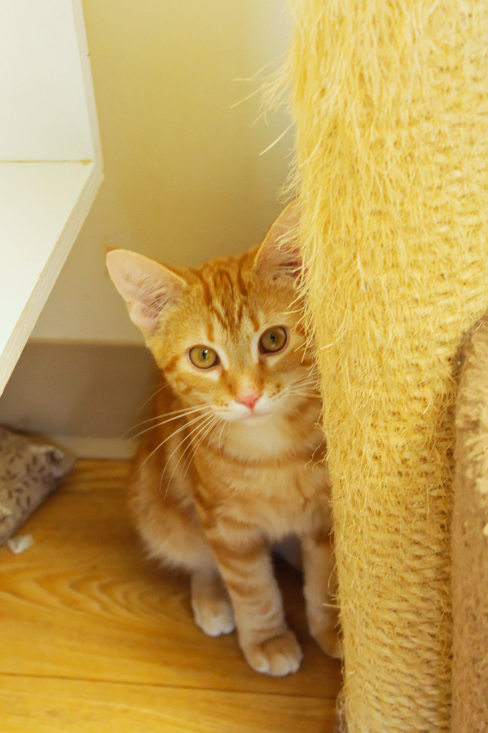 Enlarge Murphy, an adopted Domestic Short Hair in Urbana, OH image 5/6