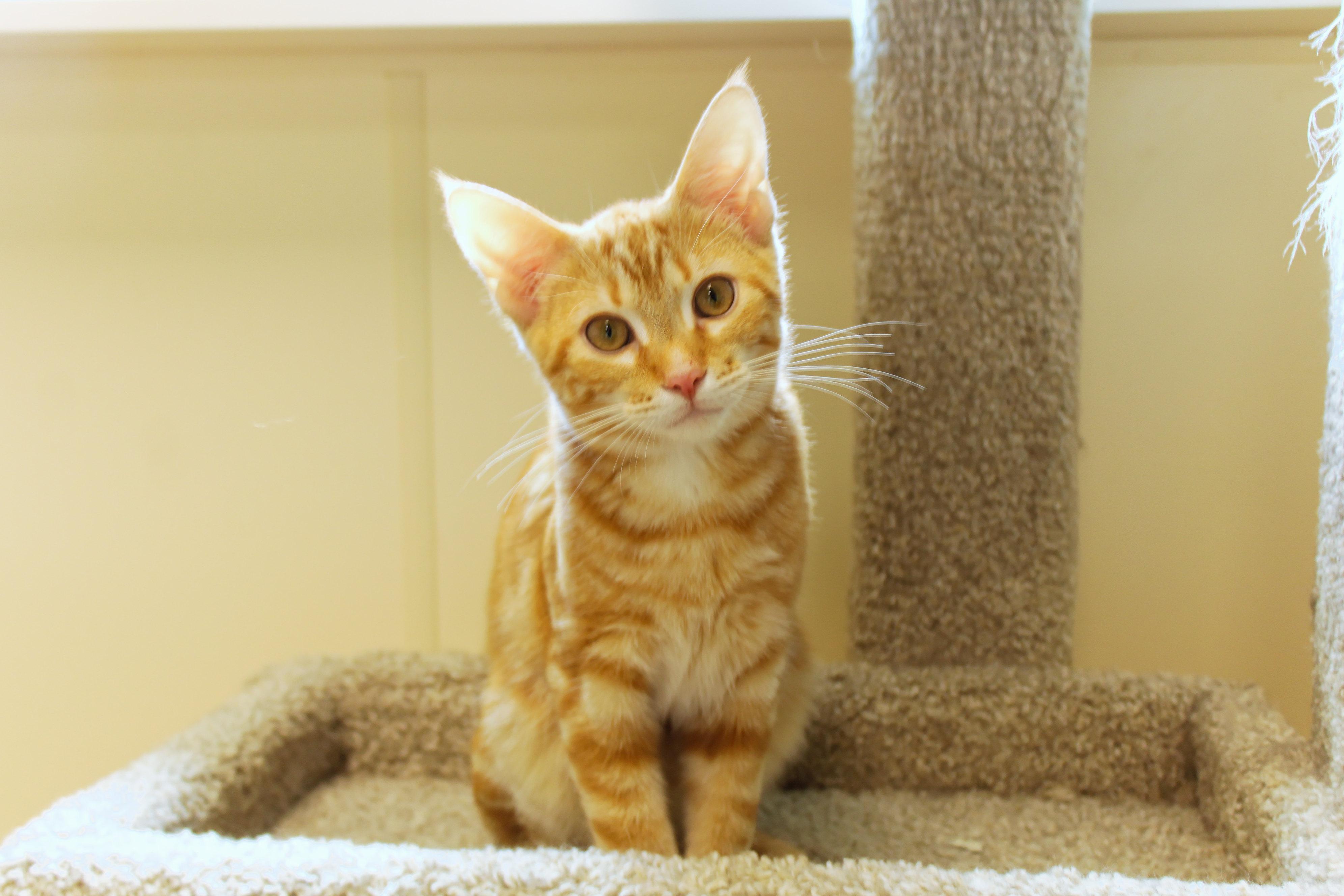 Murphy, adopted, Kitten Male Domestic Short Hair.