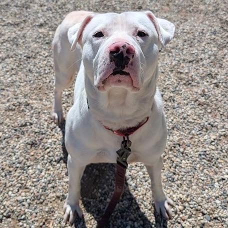 Ghost, Adoptable, Adult Male Mixed Breed.