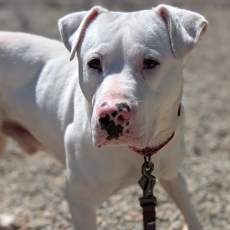 Ghost, a Adoptable Mixed Breed in West Olive, MI image 2/6
